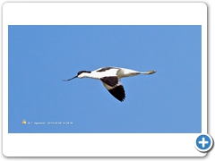 Avocet001
