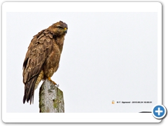 Buzzard001