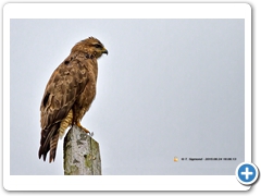 Buzzard002