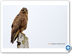 Buzzard003