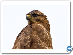 Buzzard004