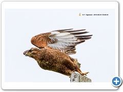 Buzzard005