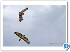Buzzard007