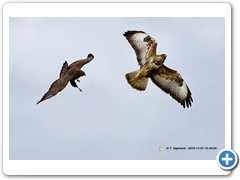 Buzzard008