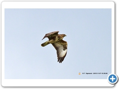 Buzzard009