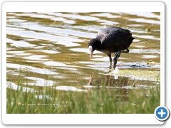 Coot001