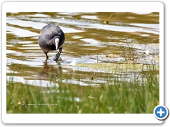 Coot002