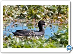 Coot003