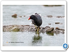 Coot004