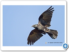 Crow002