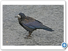 Crow003