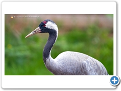 Crane002