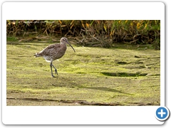 Curlew001