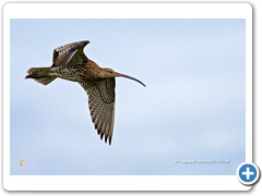 Curlew002