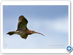 Curlew003