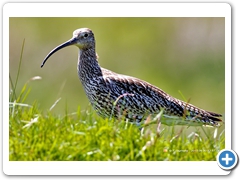 Curlew004