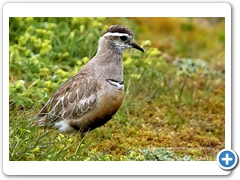 Dotterel001