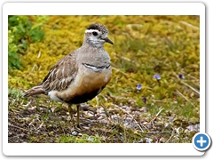Dotterel002