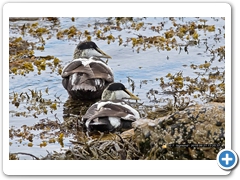 Eider001