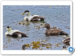Eider002