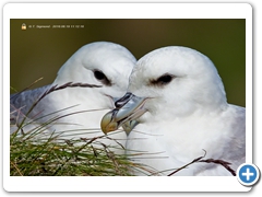 Fulmar001