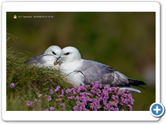 Fulmar002