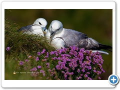 Fulmar003