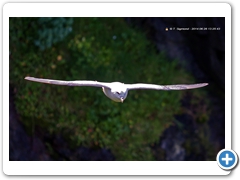 Fulmar004
