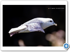 Fulmar005
