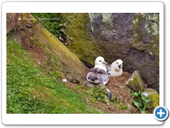 Fulmar006