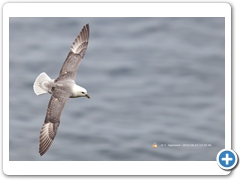 Fulmar007