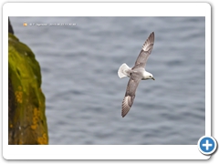 Fulmar008