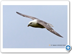 Fulmar009