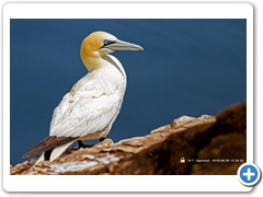 Gannet-001