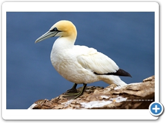 Gannet-002