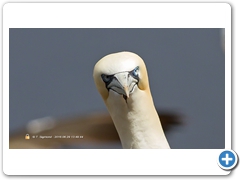 Gannet-003