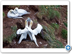 Gannet-004