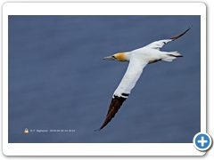 Gannet-005