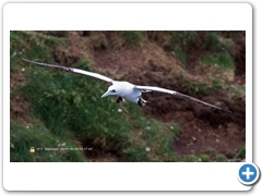Gannet-006