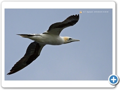 Gannet-007