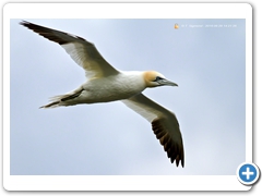 Gannet-008