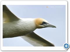 Gannet-009
