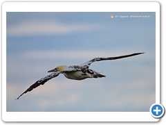 Gannet-010