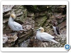 Gannet-011