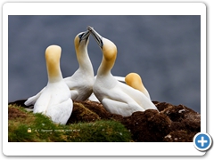 Gannet-012