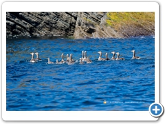 Geese001