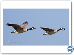 Geese002