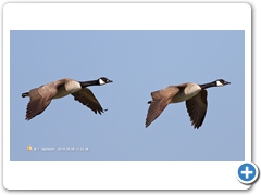 Geese003