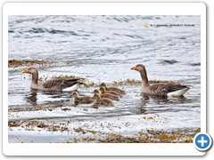 Geese005