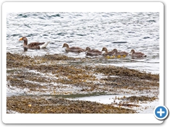 Geese006